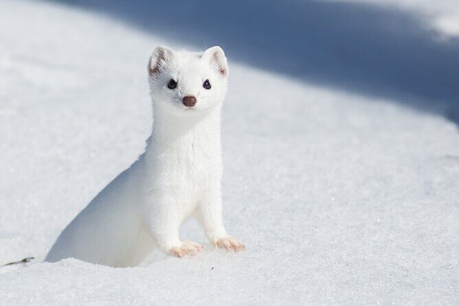 Private Grand Teton Winter Wildlife Tour - Discover the Beauty of the Grand Teton in Winter with a Private Wildlife Tour