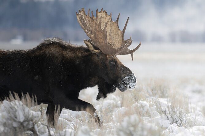 Private Grand Teton Winter Wildlife Tour - Final Thoughts: Is It Worth It?