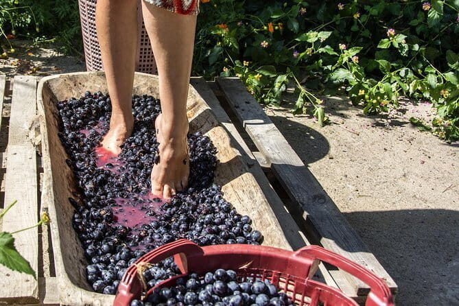 Private Grape stomping in Chianti from Florence - Discover the Charm of Tuscany’s Winemaking Heritage with a Private Grape Stomping Tour from Florence