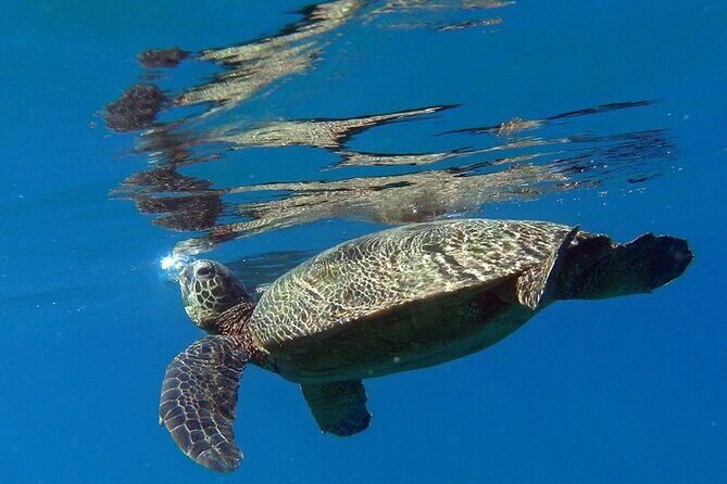 Private Group Snorkel Adventure on Tropical Reef with Sea Turtles - Why a Private Snorkeling Tour in Kauai Works for You