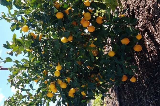 Private Group Wine Tour of Napa and Sonoma - Who Will Love This Tour?