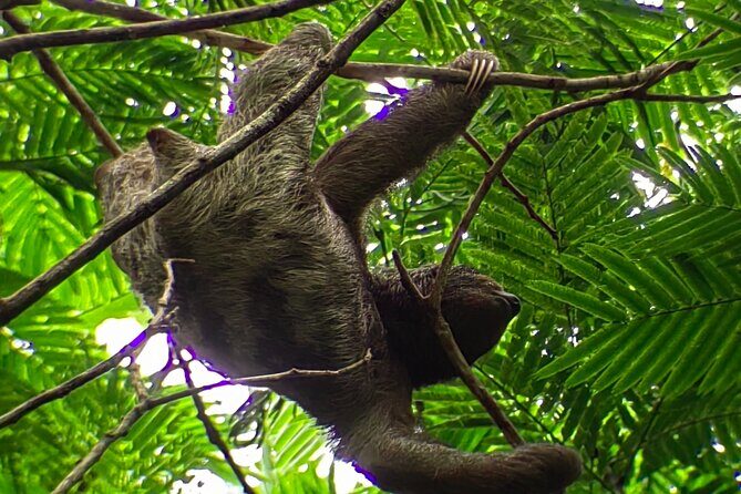 Private Guide Hanging Bridges, Fortuna Waterfall, Arenal Volcano - Exploring Costa Ricas Natural Wonders with a Private Guide