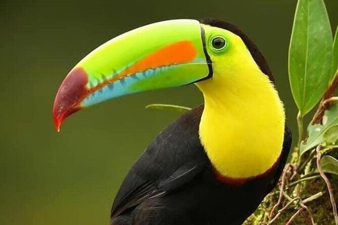 Private Guide Hanging Bridges, Fortuna Waterfall, Arenal Volcano - Exploring the Itinerary in Detail