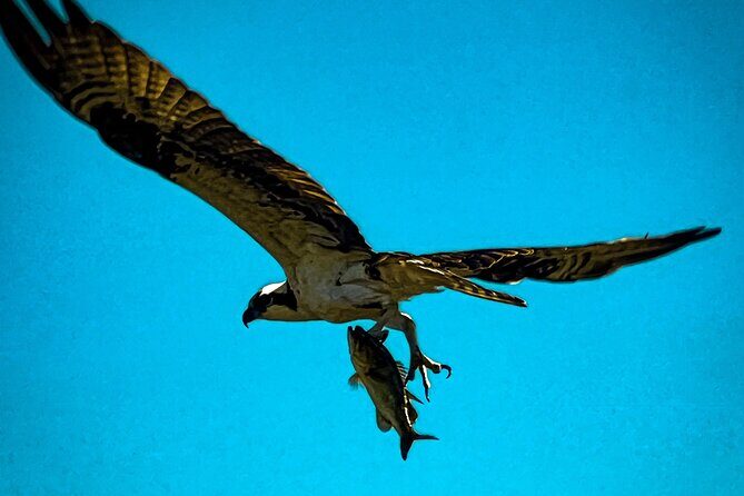 Private Guided Airboat Tour in Everglades, Fort Lauderdale - Exploring the Everglades by Airboat: What You Can Expect