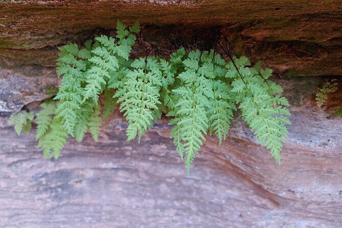 Private Guided Canyoneering Zion Park Area with Rappelling - Who Should Consider This Tour?