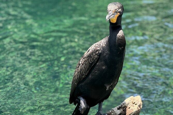 Private Guided Clear Kayak/Paddleboard Rentals on Rainbow River - FAQs