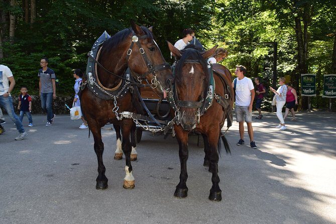 Private Guided Day Trip to Castle Neuschwanstein incl. Carriage Horse Ride - Key Points