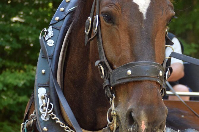 Private Guided Day Trip to Castle Neuschwanstein incl. Carriage Horse Ride - Who Is This Tour Best For?