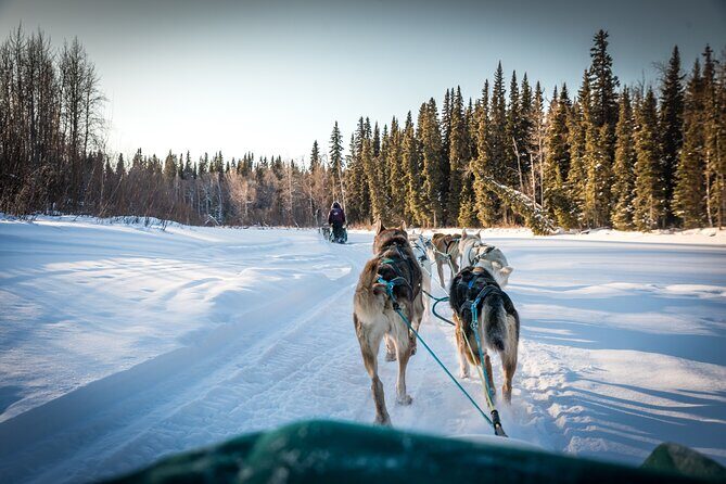 Private Guided Dog Sledding on the Historic Yukon Quest Trail - The Value of This Experience