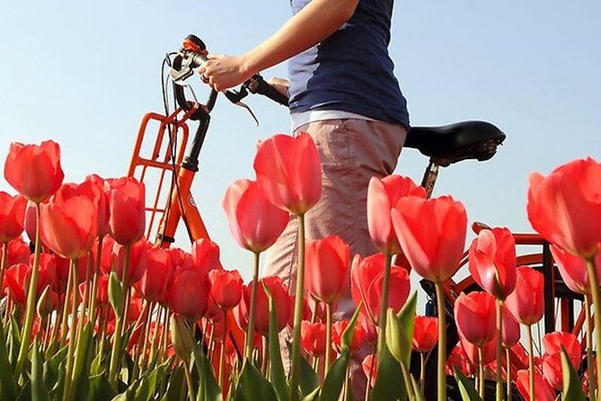 Private Guided Full-Day Customizable Tour of Holland from Amsterdam - Highlights of the Tour and Authentic Encounters