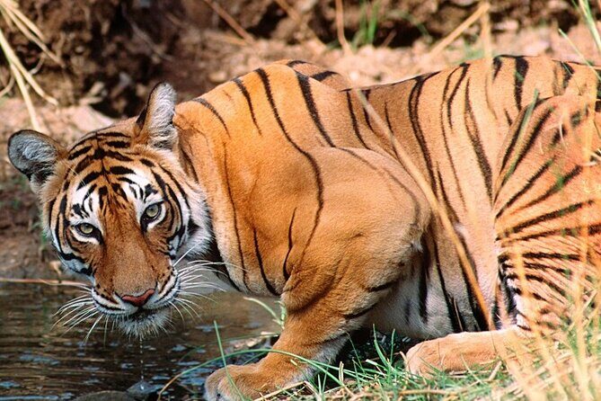 Private Guided Full-Day Ranthambore National Park Tour from Jaipur - An In-Depth Look at the Tour Experience