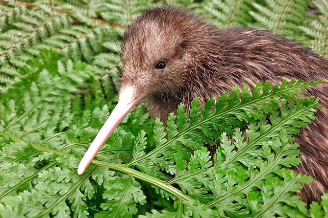 Private Guided Kiwi Encounter in Nga Manu Reserve - An In-Depth Look at the Private Guided Kiwi Encounter
