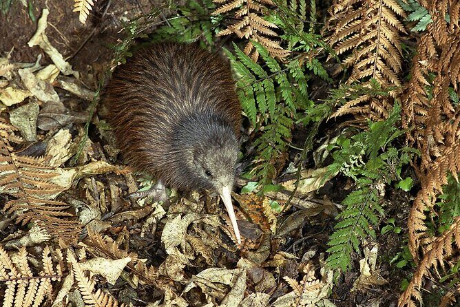 Private Guided Kiwi Encounter in Nga Manu Reserve - Final Thoughts: Is the Kiwi Encounter Worth It?