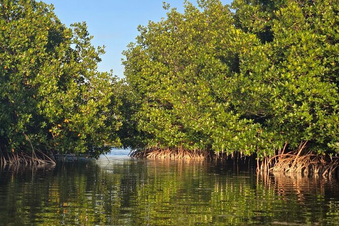 Private Guided Mangrove Eco-Tour Adventure - FAQ