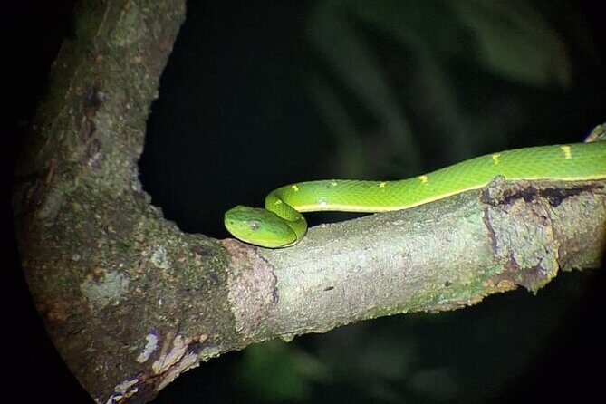 Private Guided Night Walk in the Wonderful Darkness of Monteverde - Key Points