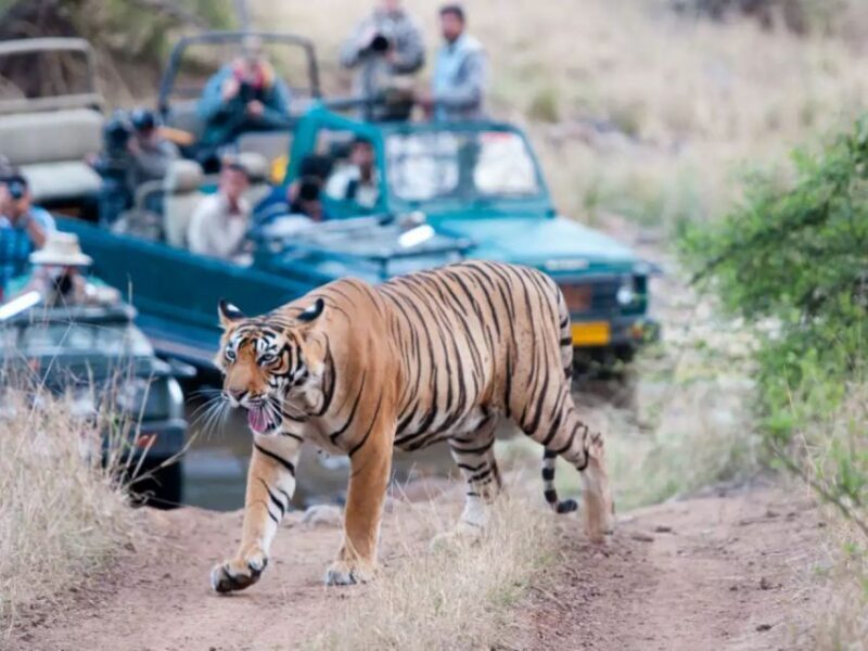 Private Guided Ranthambore National Park Tour from Jaipur - Experience the Wilderness: Private Guided Ranthambore Tour from Jaipur