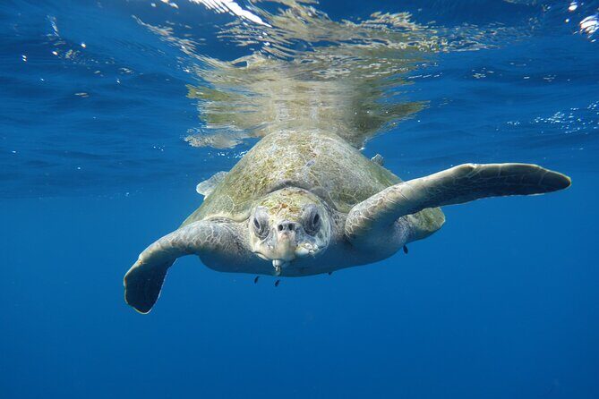 Private Guided Snorkeling in Cabo San Lucas - In-Depth Review of the Snorkeling Tour in Cabo San Lucas