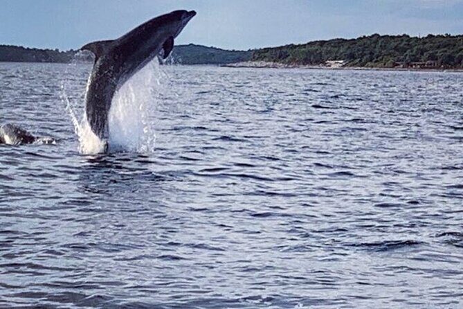 Private Guided Sunset Dolphin Watching in Adriatic Sea - FAQ