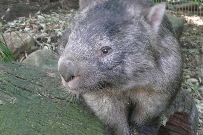 Private Guided Tour from Sydney to Blue Mountains National Park - Final Thoughts