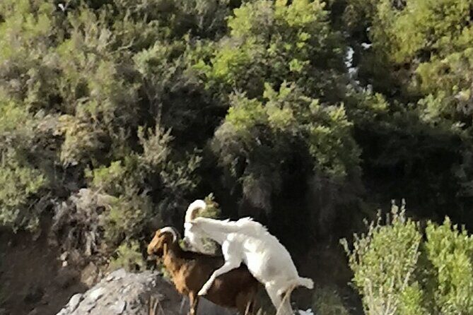 Private Guided Tour in Maipo Canyon with Winery - Frequently Asked Questions