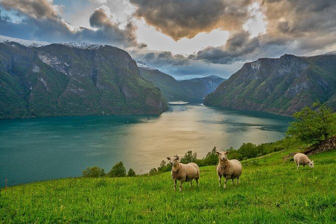 PRIVATE GUIDED TOUR: Norway's Highlights  Viking Special, 11-12 hours  SUMMER - A Deep Dive into the Experience