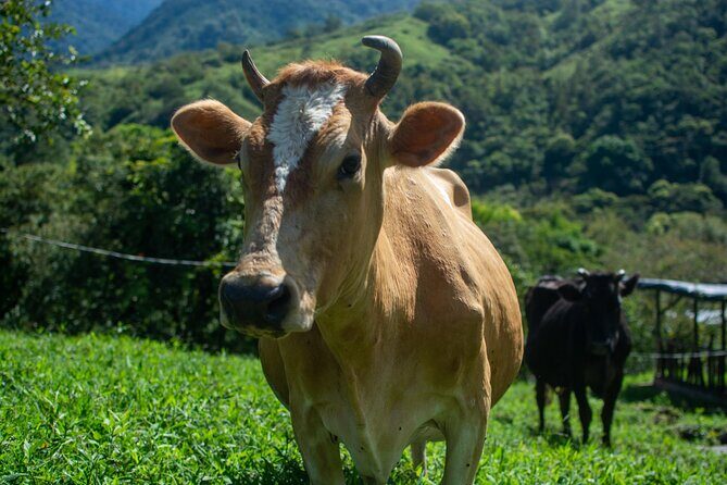 Private Guided Tour of Cheese in Canaan de Rivas - A Closer Look at What to Expect