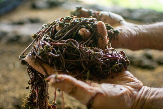 Private Guided Tour of Cheese in Canaan de Rivas - Final Thoughts