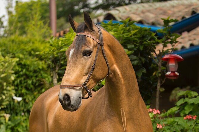 Private Guided Tour of Colombias Paso Fino Horse - A Closer Look at the Tour: From Bogotá to El Rosal