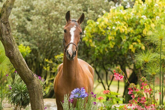 Private Guided Tour of Colombias Paso Fino Horse - The Itinerary in Detail: What You Can Expect