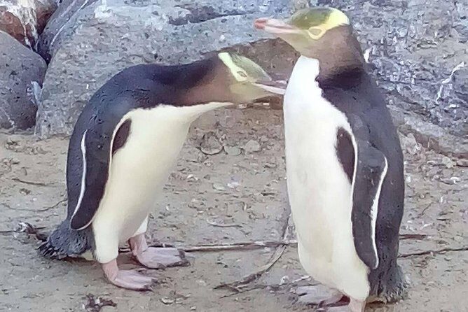 Private Guided Tour of Dunedin City Heritage and Unique Wildlife and Scenery - Discovering Dunedin and Otago Peninsula: A Deep Dive