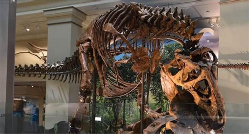 Private Guided Tour of The Natural History Museum - FAQ About the Natural History Museum Guided Tour
