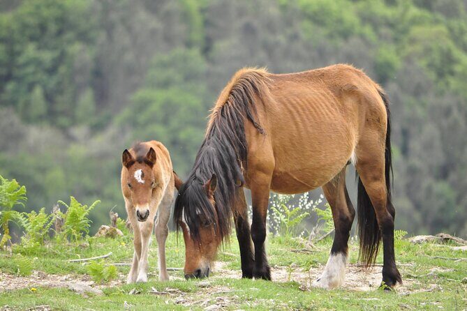 Private Guided Tour - Peneda Gerês National Park - An In-Depth Look at the Peneda-Gerês Tour