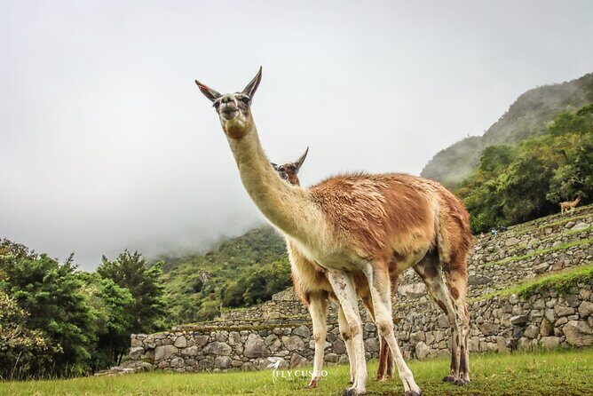 Private Guided Tour to Machu Picchu from Aguas Calientes - An In-Depth Look at the Private Machu Picchu Tour