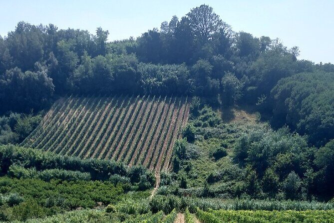 Private Guided Tour to Pisa and local Wine Farm from Livorno port - Final Thoughts