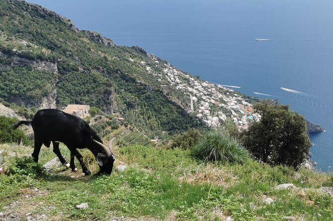 Private Guided Tour to the Path of the Gods - Half day - Frequently Asked Questions