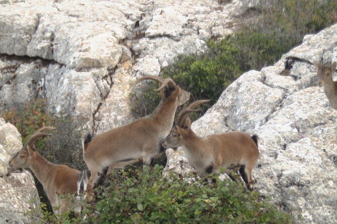 Private Guided Tour to Torcal de Antequera - The Real Value of This Tour