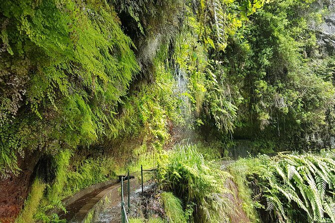 Private Guided Walk Levada do Rei - What to Expect from the Levada do Rei Guided Walk