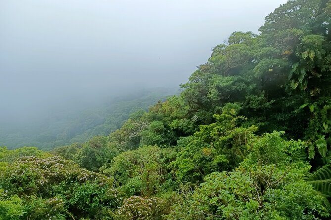 Private Guided Walk to the Santa Elena Cloud Forest Reserve - The Sum Up