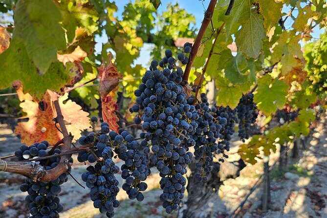 Private Guided Wine Tour of Napa Valley - Authentic Experiences & Highlights