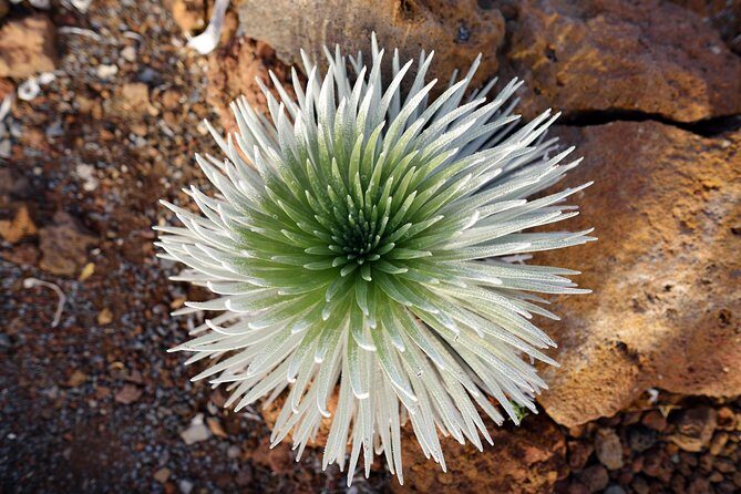 Private Haleakala Summit & Stroll from Kahului - Who Should Sign Up?