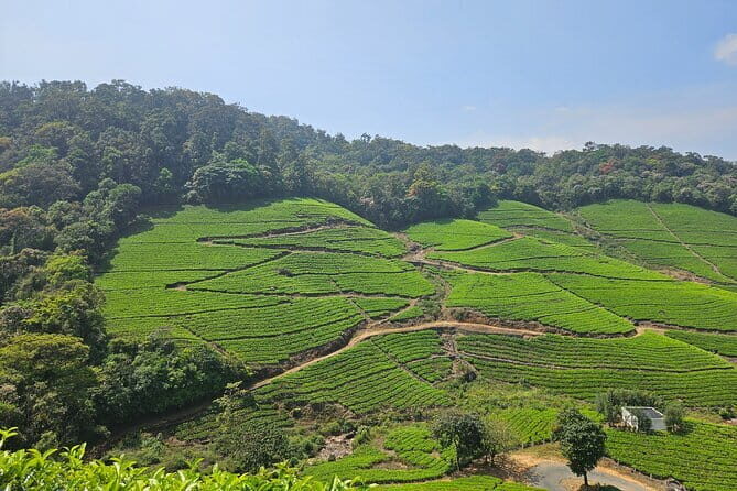 Private Half Day Anakulam Jeep Safari from Munnar - Key Points