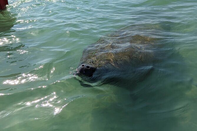 Private Half Day Boat Tour in Sarasota, Florida - Who Will Love This Tour?