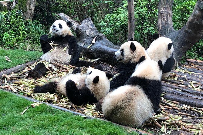 Private Half-Day Chengdu Panda Breeding Center Tour with Optional Volunteer - Frequently Asked Questions