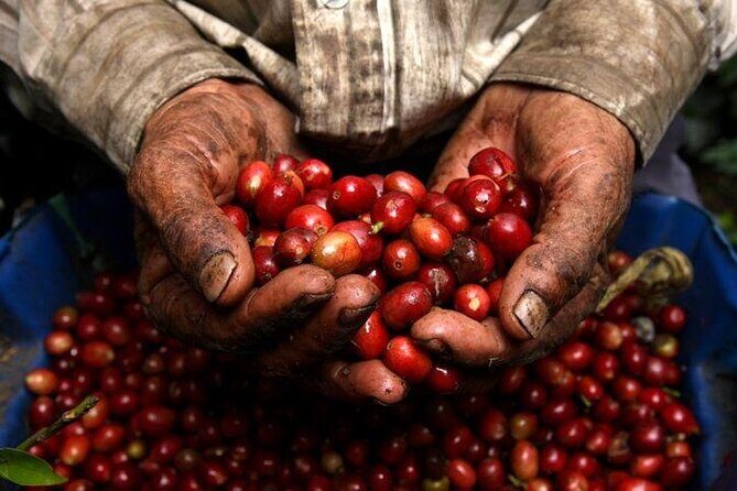 Private Half-Day Coffee Tour at Family Farm Close to Medellín! - A Deep Dive into the Coffee Experience