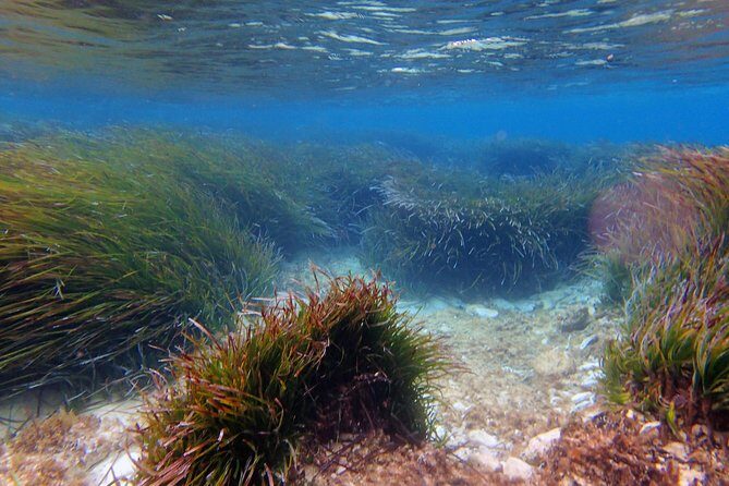 Private Half-Day Kayak Experience in Hvar and Pakleni Islands - Key Points