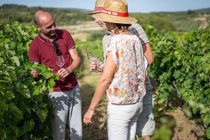 Private Half-Day Languedoc Wine Tour from Sète - Key Points