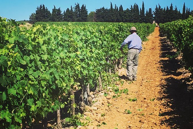Private Half-Day Languedoc Wine Tour from Sète - The Cost and Value