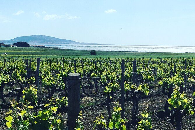 Private Half-Day Languedoc Wine Tour from Sète - The Sum Up