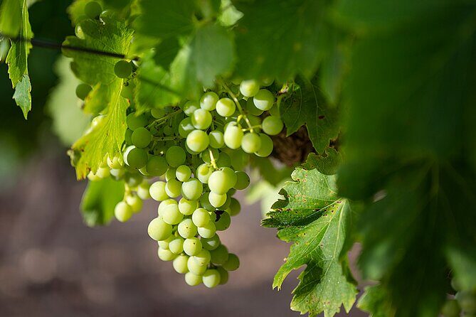 Private Half-Day Languedoc Wine Tour from Sète - FAQs