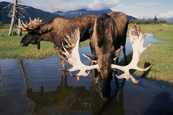 Private Half-Day Nature Tour from Anchorage - Why This Tour Offers Great Value and Unique Experiences